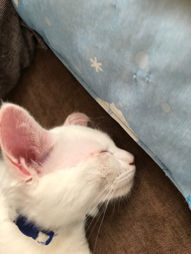 生後2ヶ月白猫兄弟 青目 金目 トライアルご希望入りました ニャン太 倉吉の猫の里親募集 ジモティー