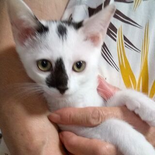 愛知県 春日井市のメス メス 猫の里親募集 ジモティー 愛知県 春日井市のメス メス 猫の里親募集 ジモティー