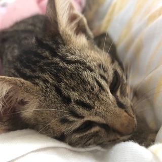 この前保護した子猫の里親を探しています🙇‍♀️ - 南国市