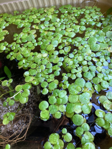 メダカ水槽で育ったアマゾンフロックピット ひで 国分寺のその他の中古あげます 譲ります ジモティーで不用品の処分