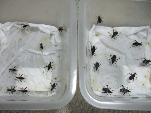 鈴虫スズムシ 後期幼虫 成虫の匹 引き取り限定 使ってよね 加佐登のその他の中古あげます 譲ります ジモティーで不用品の処分 鈴虫スズムシ 後期幼虫 成虫の匹 引き取り限定 使ってよね 加佐登のその他の中古あげます 譲ります ジモティーで不用品の処分