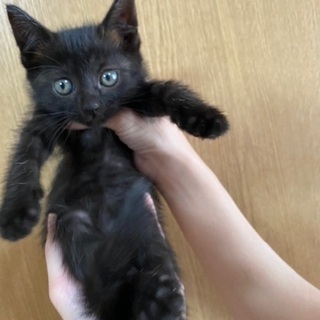 2ヶ月の黒猫1匹