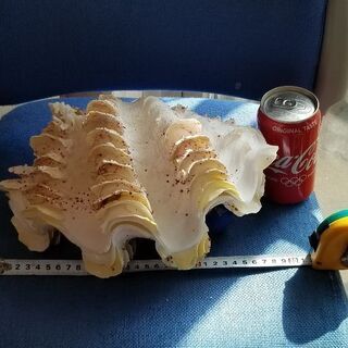 ヒレジャコ貝　🐚　貝殻　シャコ貝　置物