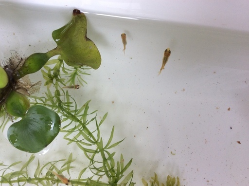 金魚 和金 稚魚 3匹 ホテイアオイ小株3株 金魚藻アナカリス付き Sunny 学芸大学のその他の中古あげます 譲ります ジモティーで不用品の処分 金魚 和金 稚魚 3匹 ホテイアオイ小株3株 金魚藻アナカリス付き Sunny 学芸大学のその他の中古あげます 譲ります ジモティーで不用品の処分