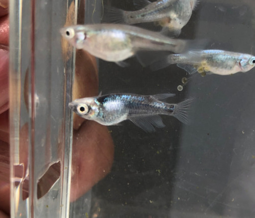 信濃メダカ黒百式 サバの極みメダカ20個 片目水泡眼 信濃メダカ 二和向台のその他の中古あげます 譲ります ジモティーで不用品の処分