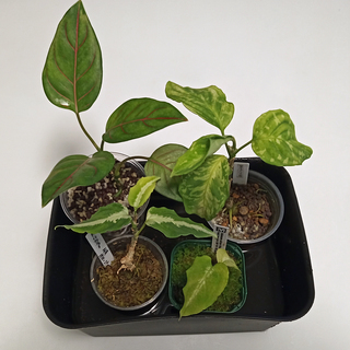 たっぷり♪アグラオネマ他 ◇ガラスケース＆LEDライトセット◇