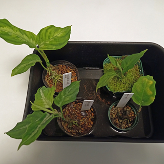 たっぷり♪アグラオネマ他 ◆ガラスケース＆ＬＥＤライトセット◆ たっぷり♪アグラオネマ他 ◇ガラスケース＆LEDライトセット◇