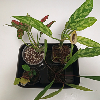 たっぷり♪アグラオネマ他 ◆ガラスケース＆ＬＥＤライトセット◆ たっぷり♪アグラオネマ他 ◇ガラスケース＆LEDライトセット◇