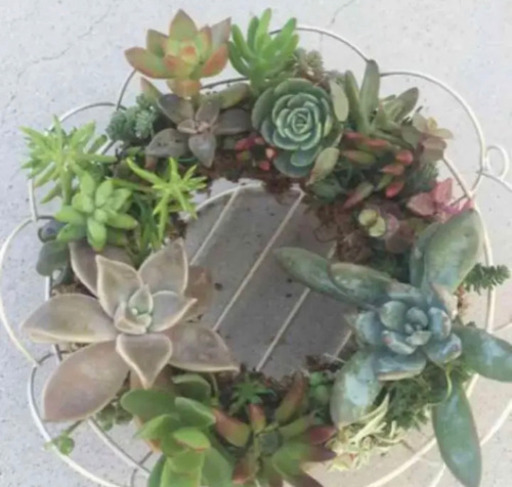 多肉植物ワイヤーリース だんくろ 西条のコスメ ヘルスケアの中古あげます 譲ります ジモティーで不用品の処分