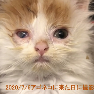 随分よくなりました。スコティッシュフォールド子猫　本文をよくご覧...