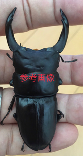 マツノ久留米 オオクワガタ 81mmペア