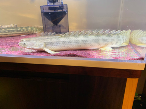 ポリプテルスアンソルギー