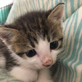 可愛い可愛い3匹の子猫ちゃんの里親募集です よんなーよんなー 沖縄の猫の里親募集 ジモティー 可愛い可愛い3匹の子猫ちゃんの里親募集です よんなーよんなー 沖縄の猫の里親募集 ジモティー
