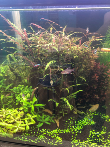 トリミング 水草