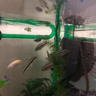 【熱帯魚】ペルマト稚魚6匹　ペルヴィカ　クロミス　プルケール