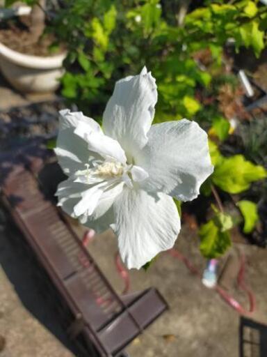 ムクゲ白花庭木ガーデニングシンボルツリー Basara 世田谷の家具の中古あげます 譲ります ジモティーで不用品の処分