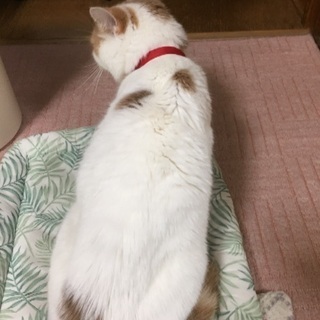 里親さん決定しました。 - 猫