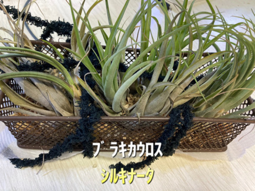 エアプランツブラキカウロスシルキナータ れおなりん 神戸のその他の中古あげます 譲ります ジモティーで不用品の処分 エアプランツブラキカウロスシルキナータ れおなりん 神戸のその他の中古あげます 譲ります ジモティーで不用品の処分