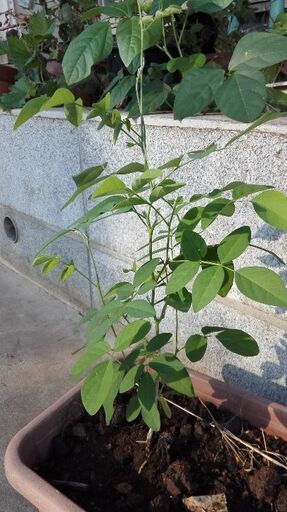 バタフライピー 蝶豆 苗育ててくださる方募集8 16限り ムベ むべなるかな 坂戸の手伝って 助けての助け合い ジモティー