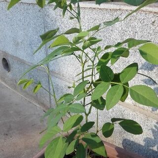 バタフライピー 蝶豆 苗育ててくださる方募集8 16限り ムベ むべなるかな 坂戸の手伝って 助けての助け合い ジモティー