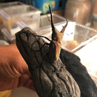 メタリフェルホソアカクワガタ と別ペアの幼虫三頭セット