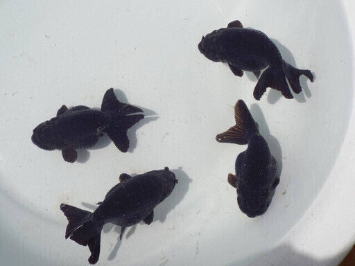 白髪親父復活金魚をお譲りします 金魚の白髪親爺 南宮崎のその他の中古あげます 譲ります ジモティーで不用品の処分