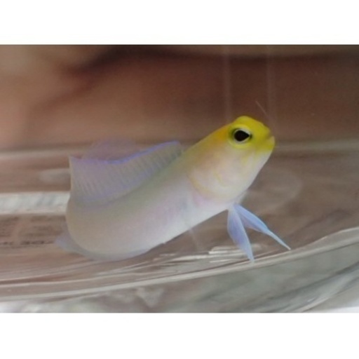 本物 イエローヘッドジョー ベビー ３匹セット ３から５ＣＭ S/SMサイズ アメリカ