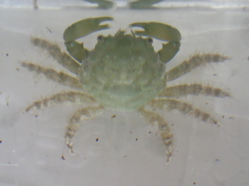 在庫あり １０匹 エメラルドグリーンクラブ １００サイズ関東送料１１１１円 即決 生体 熱帯魚 海水魚 甲殻類 コケ取り用 Sm Msサイズ １から２ｃｍ 海水魚