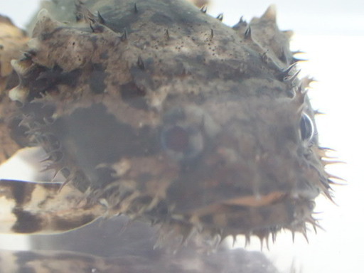 純淡水ライオンフィッシュ ２匹セット ７から９ｃｍ ベトナム産 熱帯魚海水魚専門店 京成津田沼のその他の中古あげます 譲ります ジモティーで不用品の処分