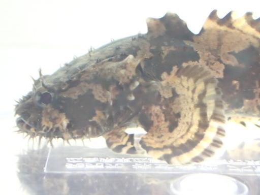 純淡水ライオンフィッシュ ２匹セット ７から９ｃｍ ベトナム産 熱帯魚海水魚専門店 京成津田沼のその他の中古あげます 譲ります ジモティーで不用品の処分
