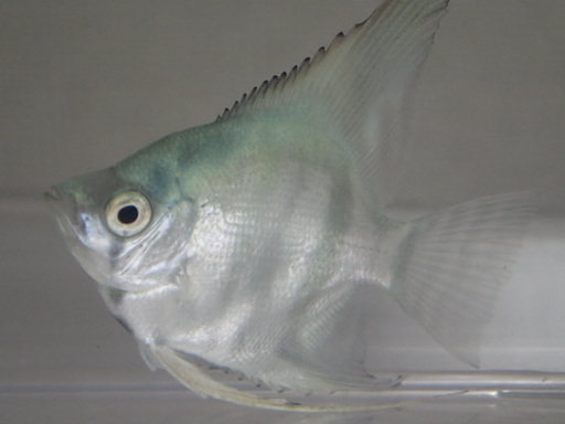 ブルーエンゼル １０匹セット ４から５ＣＭ Mサイズ