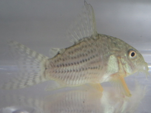 CORY．ステルバイ １０匹セット ２から３ＣＭ SM/MSサイズ
