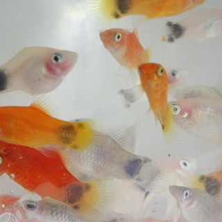 ミックスミッキーマウスプラティ ２０匹セット ２から３cm 熱帯魚海水魚専門店 京成津田沼のその他の中古あげます 譲ります ジモティーで不用品の処分