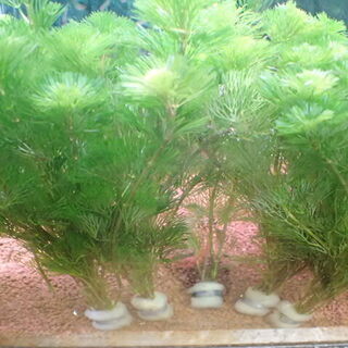 水草 有茎種 カボンバ（金魚藻）５束の鉛巻５個で合計２５本