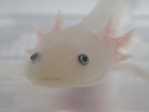 白ウーパールーパー黒目 １匹 ６ｃｍ前後 熱帯魚海水魚専門店 京成津田沼のその他の中古あげます 譲ります ジモティーで不用品の処分