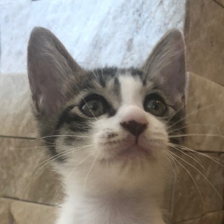 元気で甘えん坊のイケメン子猫の画像