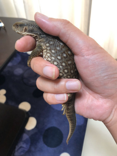 サバンナモニター 1歳 タカ 姪浜のその他の里親募集 ジモティー