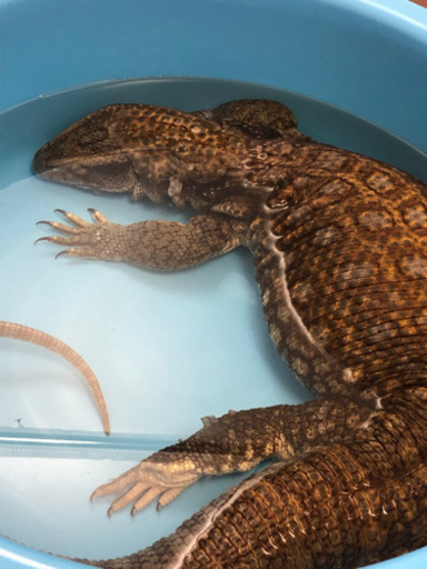 サバンナモニター 1歳 タカ 姪浜のその他の里親募集 ジモティー