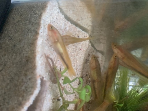 タイワンドジョウ 雷魚 川魚古川商店 大宮のその他の中古あげます 譲ります ジモティーで不用品の処分