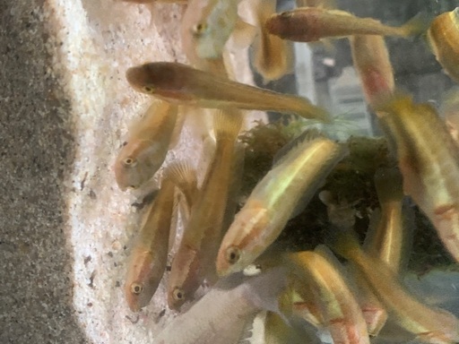 タイワンドジョウ 雷魚 川魚古川商店 大宮のその他の中古あげます 譲ります ジモティーで不用品の処分