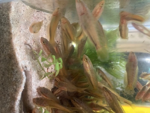 タイワンドジョウ 雷魚 川魚古川商店 大宮のその他の中古あげます 譲ります ジモティーで不用品の処分