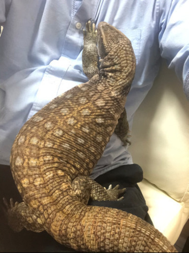 サバンナモニター 1歳 タカ 姪浜のその他の里親募集 ジモティー