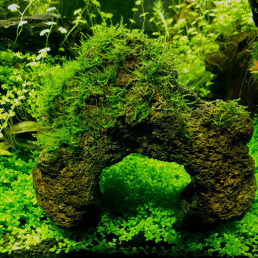 水草 雲山石にモス Tantan 浦添前田のその他の中古あげます 譲ります ジモティーで不用品の処分