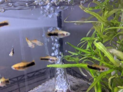 熱帯魚卵胎生黒ラインソードテール希少オレンジソードテール幼魚8匹 3dock 塚目のその他の中古あげます 譲ります ジモティーで不用品の処分 熱帯魚卵胎生黒ラインソードテール希少オレンジソードテール幼魚8匹 3dock 塚目のその他の中古あげます 譲ります ジモティーで不用品の処分