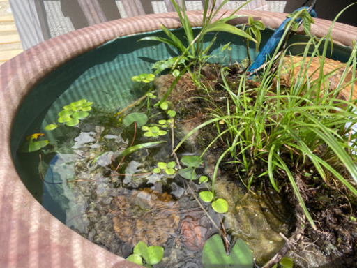 ビオトープ屋外水槽にオススメ水草8種セット大量 キヨ 古賀のその他の中古あげます 譲ります ジモティーで不用品の処分