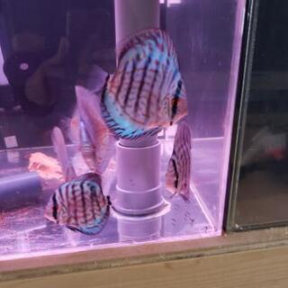 ディスカス生体、水槽、水槽台、エアポンプ他一式