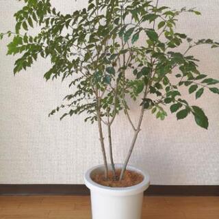 【ネット決済】【8号鉢】シマトネリコ（観葉植物）