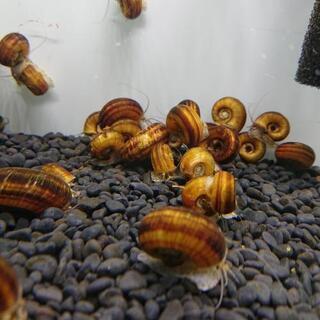 【里親様達決定済】ｱﾝﾓﾅｲﾄｽﾈｰﾙ🐌２㎝ﾁｮｯﾄ🐌🌴✨