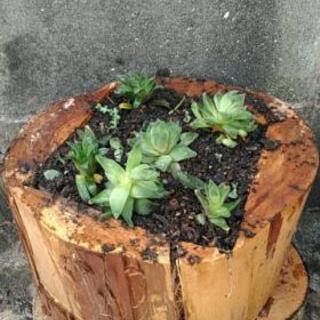 丸太の植木鉢　ヒノキ　１個