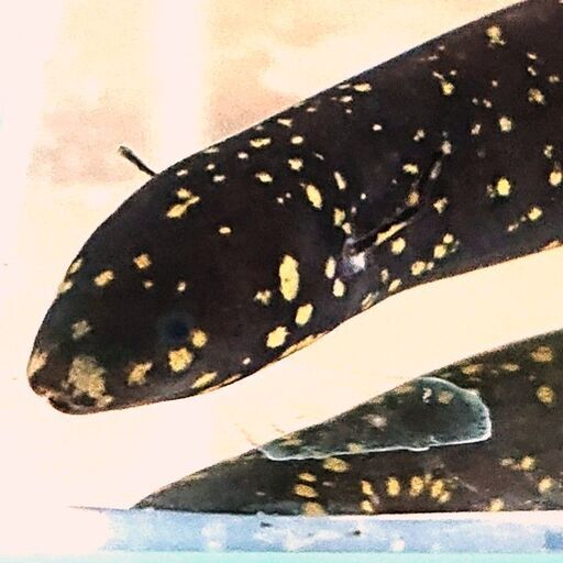 レピドシレン パラドクサ アクアリウム熱帯魚古代魚 ジモティーアクア 宮之阪のその他の中古あげます 譲ります ジモティーで不用品の処分